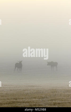 Two bull moose in a field on a foggy morning Stock Photo