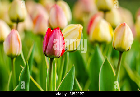 Single pink tulip in a field of yellow tulips. Stock Photo