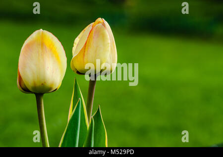 Pair of closed yellow tulip buds isolated against green background. Stock Photo