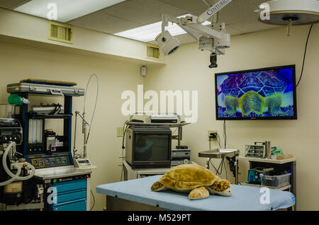 Operating room with stuffed turtle toy on the operating table where sea turtles are rehabilated in the Turtle Hospital, a small non-profit organizatio Stock Photo