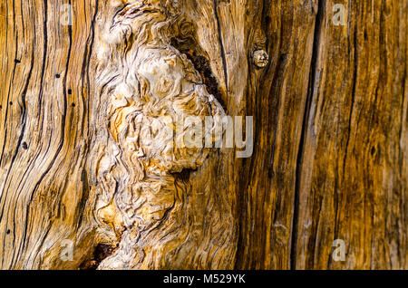 Knotted tree trunk with large burl. Stock Photo