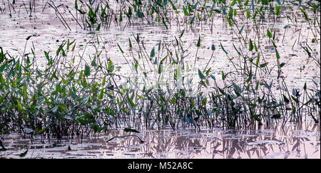 Arrowhead plants, also called Bull Tongue, Sagittaria latifolia, is a common pond weed in eastern North America. Native Americans ate the roots. Stock Photo