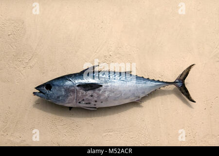 Freshly caught tuna in the sand Stock Photo