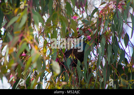 Tui bird hidden in tree Stock Photo