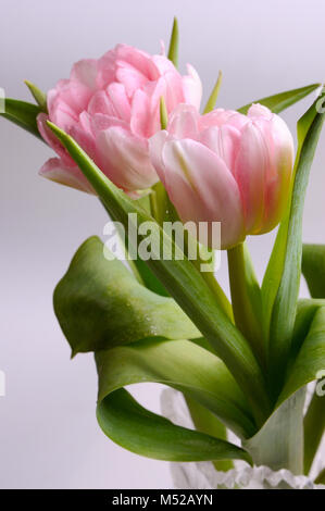 Two tulips in drops of water Stock Photo