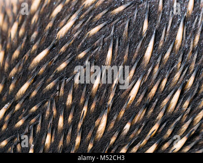 The spines of the Echidna (or Spiny Ant-eater)