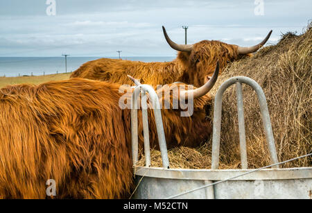 Highland cows in field eating hay from trough, Aberdeenshire, Scotland, UK Stock Photo