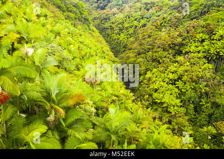big island hawaii little river in the jungle in summer Stock Photo