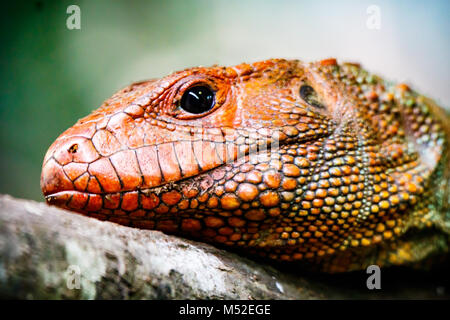 Caiman Lizard Profile Stock Photo