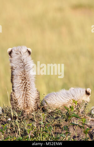 Cheetah cubs sitting in the grass Stock Photo