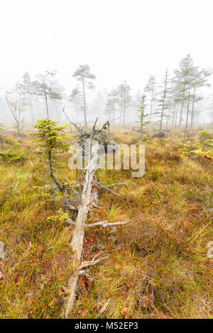 Fallen tree on a bog in fog Stock Photo