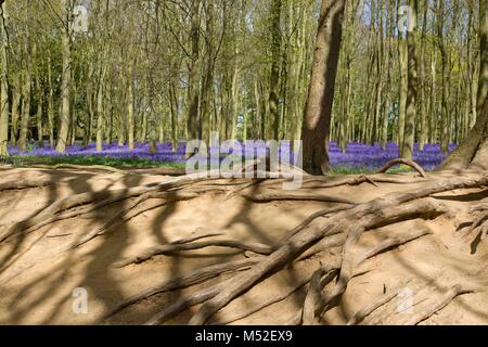 Badbury  woods with bluebells flowering Stock Photo