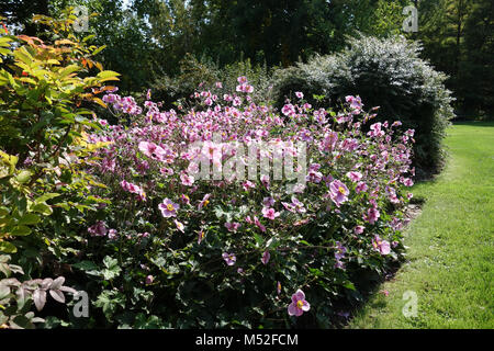 Anemone hupehensis, chinese anemone Stock Photo