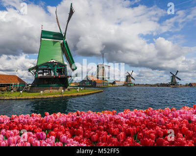 Windmills and flowers in Netherlands Stock Photo