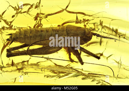 cricket imprisoned in baltic amber Stock Photo