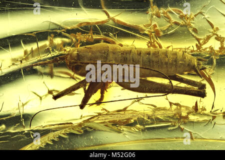 cricket imprisoned in baltic amber Stock Photo