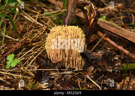 beautiful clavaria; salmon coral; pink coral fungus; handsome clavaria; Stock Photo