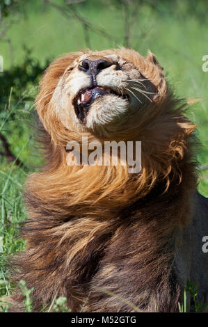 Male lion shaking his head.