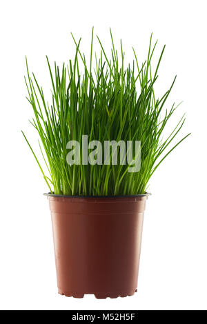 Grass in flowerpot isolated on white. Stock Photo