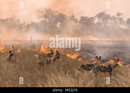 A wild dog pack (Lycaon pictus) waits at the edge of a bush fire in the hope it will flush prey for them. Stock Photo