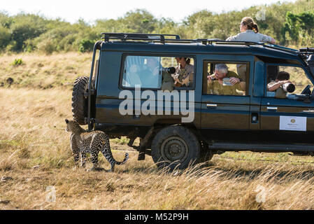 A leopard passes close behind a 4x4 safari vehicle in Kenya's Maasai Mara. In places where they see vehicles frequently most of the Big Cats become to Stock Photo