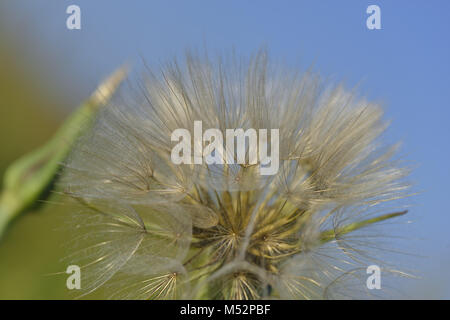 Tragopogon pratensis Stock Photo