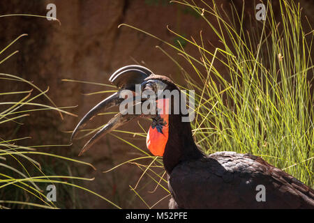 Abyssinian ground hornbill, Bucorvus abyssinicus, bird Stock Photo