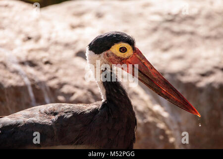 Storms stork called Ciconia stormi Stock Photo