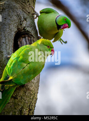A pair of ring neck parakeet Stock Photo