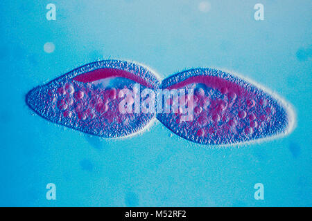 Paramecium, a single celled animal, reproducing by fission, magnified 400X Stock Photo