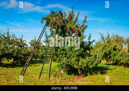Ladders propped on Red Delicious Apple tree at Goolds Orchard, a pick your own apple farm in Upstate New York. Stock Photo
