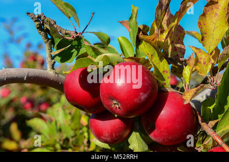 Red Delicious apples on the branch at Goolds Orchard, a pick your own apple picking farm in Castleton, New York, USA. Stock Photo
