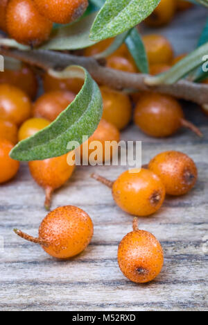 Sea buckthorn (Hippophae rhamnoides) barries on wooden table. Stock Photo