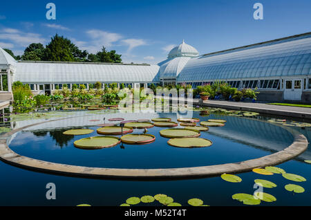 Reflecting pool dotted with lotus leaves at the Enid A. Haupt Conservatory, a greenhouse in the New York Botanical Garden in Bronx, New York,  the liv Stock Photo