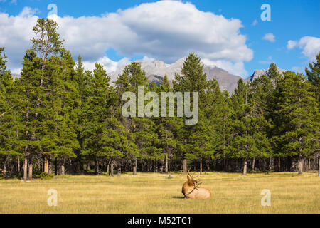 Deer with branchy horns lies in a grass Stock Photo