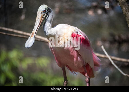 An exotic and colorful roseate spoonbill (Platalea ajaja) at Homosassa Springs Wildlife State Park on Florida's Gulf Coast. (USA) Stock Photo