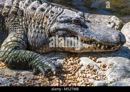 Large American alligator (Alligator mississippiensis) at Homosassa Springs Wildlife State Park on Florida's Gulf Coast. Stock Photo