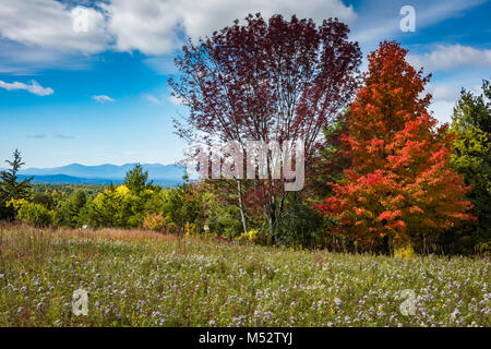 Flowering meadows and fall foliage in Columbia County. Project Wildflower, an initiative of the New York Department of Transportation, promotes roadsi Stock Photo