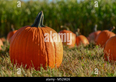 One large pumpkin in front of others in pumpkin patch. Stock Photo