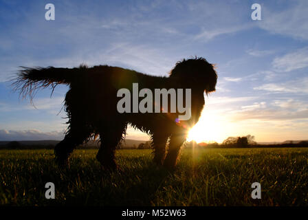 Small scruffy dog looking at the setting sun Stock Photo