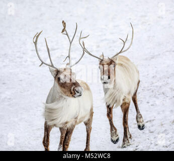 Reindeer, also known as the Boreal Woodland Caribou in North America, Rangifer tarandus, captive animal, Manitoba, Canada. Stock Photo