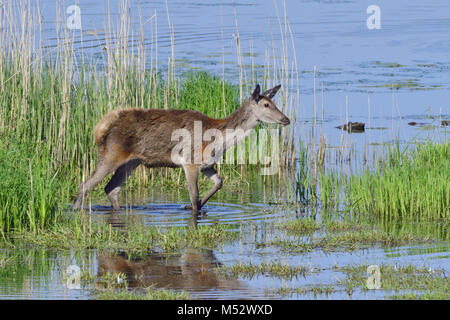 Deer Stock Photo