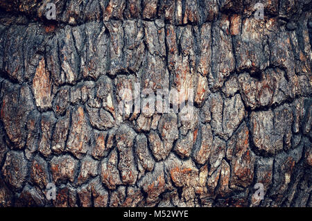 Old oak bark Stock Photo