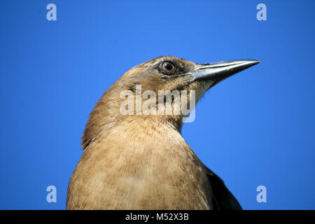 The Female Brewer's Blackbird at Malibu Lagoon in September Stock Photo