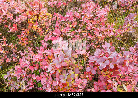 Blueberry bushes with red leaves in autumn Stock Photo