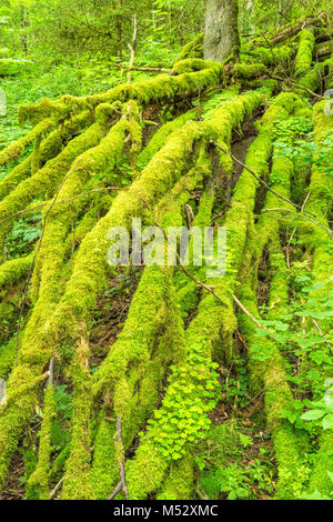 Moss covered branches on a fallen tree in the woods Stock Photo