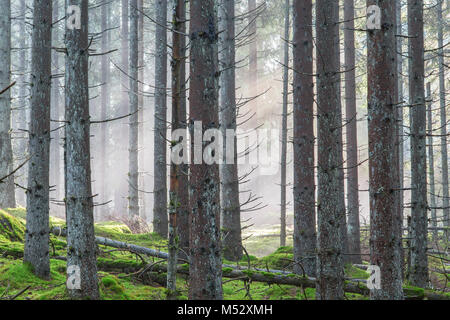 Mist in the spruce forest Stock Photo