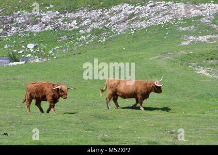 Highland cattle Stock Photo