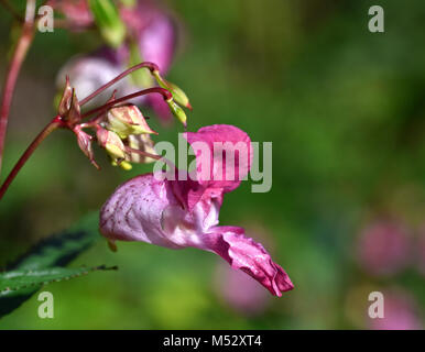 bee-bums; bobby tops; copper tops; bee-bums; bobby tops; copper tops;