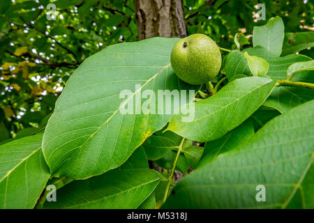 Close up of a green walnut Stock Photo